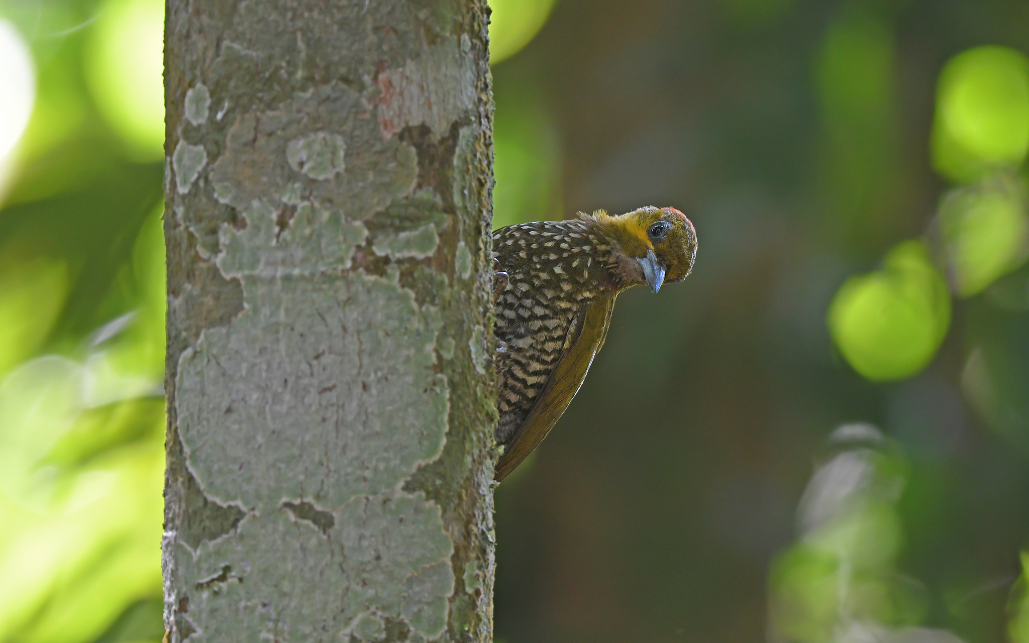 White-throated Woodpecker (Piculus leucolaemus), photo 9