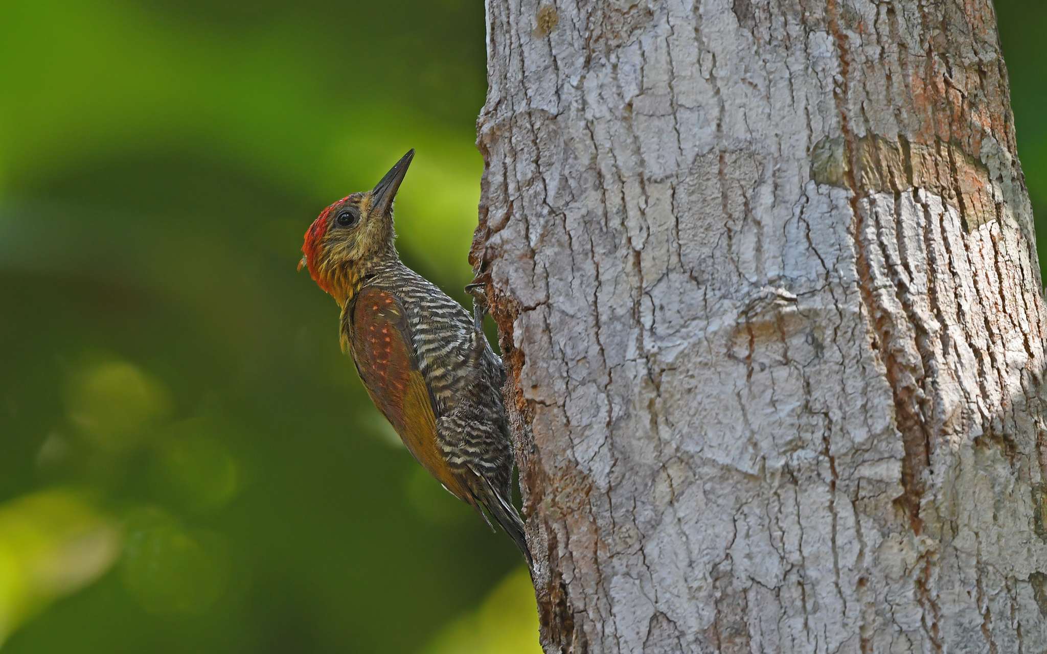 White-throated Woodpecker (Piculus leucolaemus), photo 10