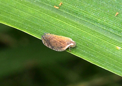 Lophops carinata