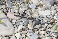 Phanogomphus borealis