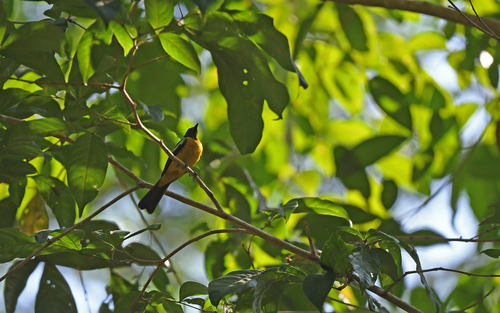 White-winged Shrike-Tanager (Lanio versicolor), photo 7