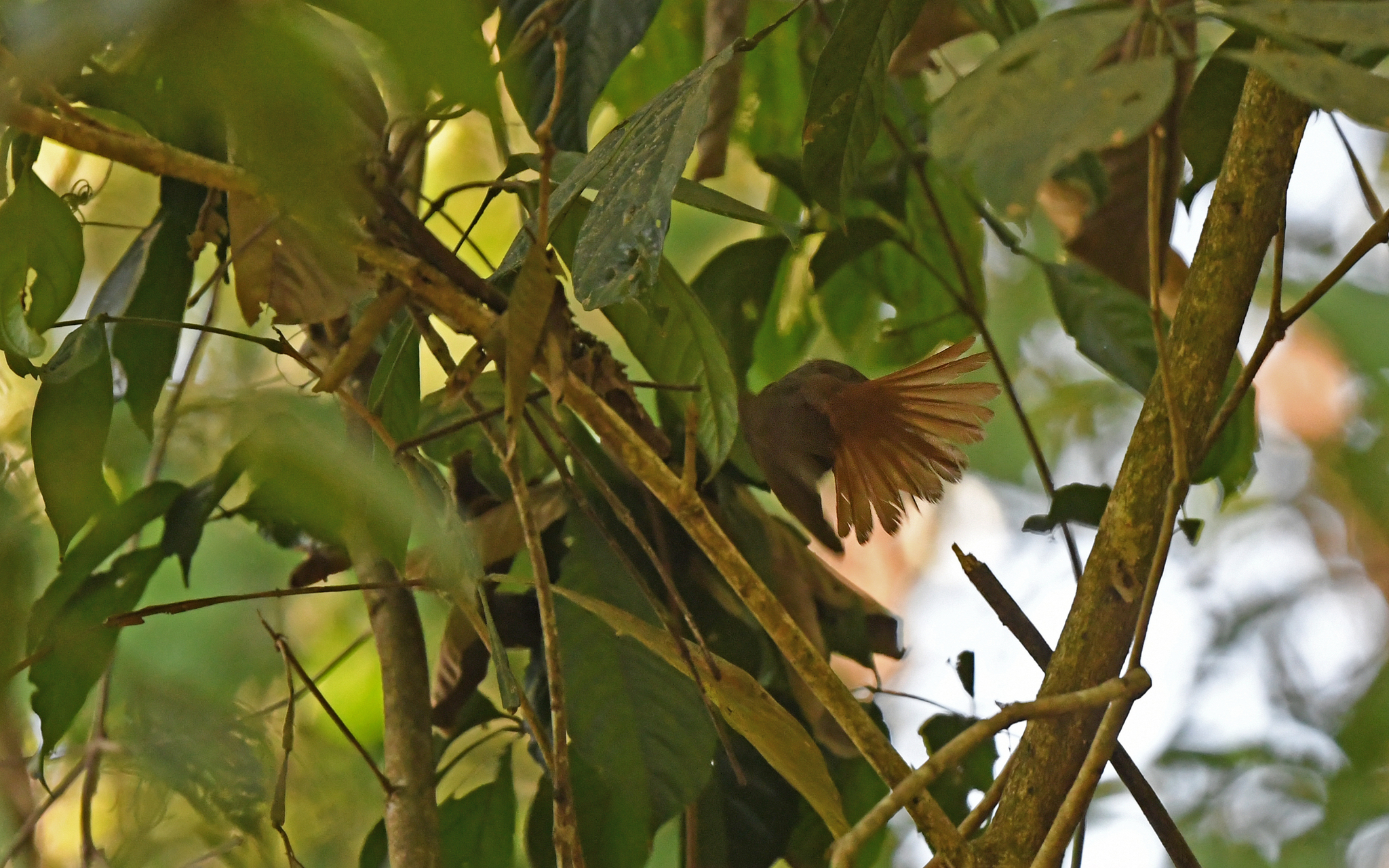 Rufous-rumped Foliage-gleaner illustration