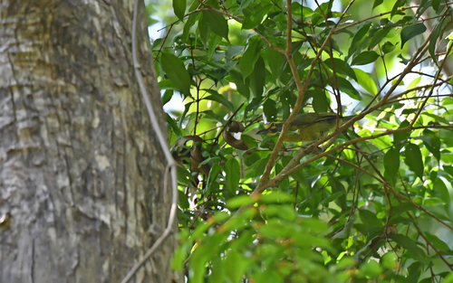 Slaty-capped Shrike-Vireo (Vireolanius leucotis)
