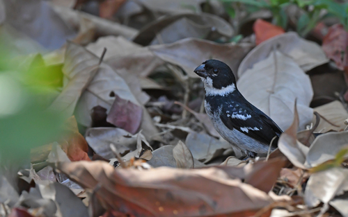 Wing-barred Seedeater (Sporophila americana), photo 10