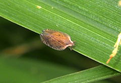 Lophops carinata