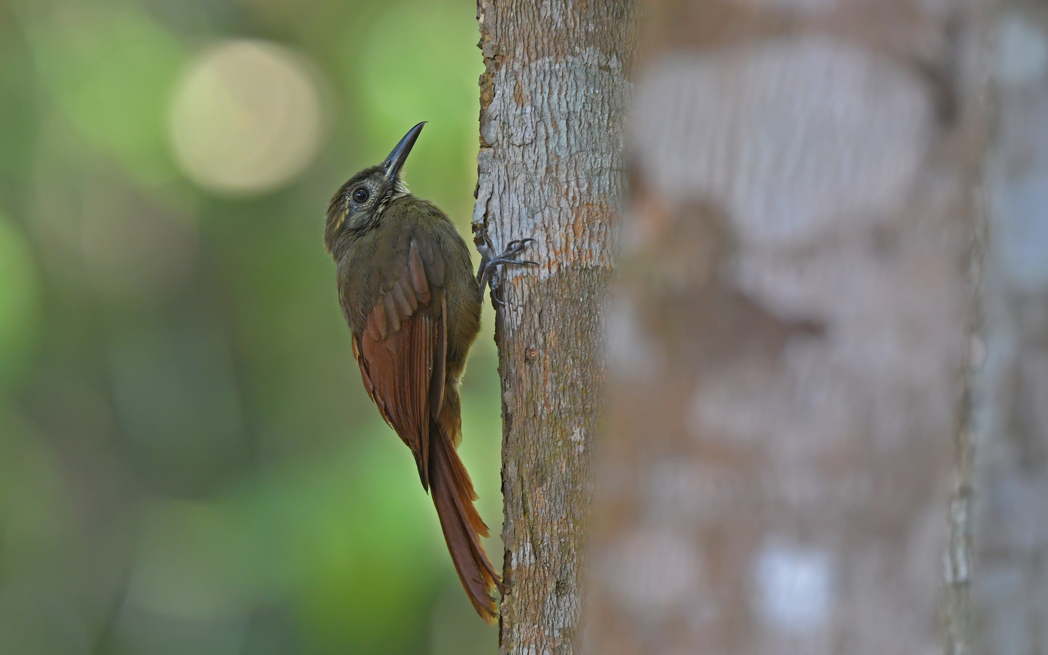 Plain-brown Woodcreeper illustration