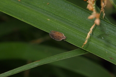 Lophops carinata
