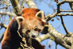 Ailurus fulgens