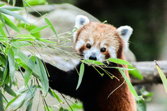 Ailurus fulgens