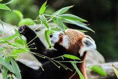 Ailurus fulgens
