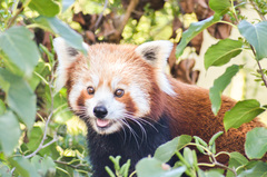 Ailurus fulgens