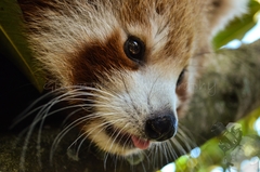 Ailurus fulgens