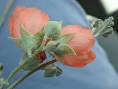 Sphaeralcea ambigua