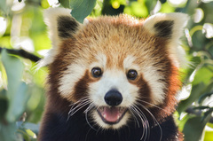 Ailurus fulgens