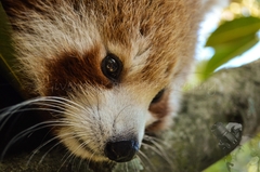 Ailurus fulgens