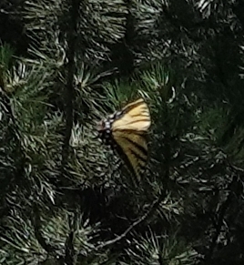 Lesser Two-tailed Tiger Swallowtail