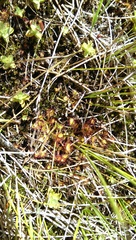 Drosera