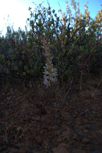 Lachenalia comptonii