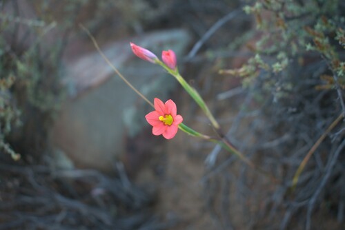 Karoo Capetulip (Moraea karooica)