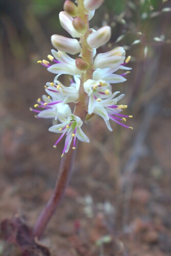 Lachenalia comptonii
