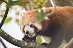 Ailurus fulgens