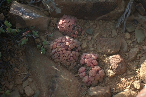 Conophytum minimum