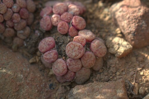 Conophytum minimum