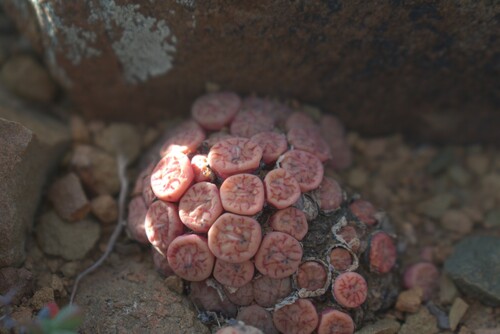 Conophytum minimum