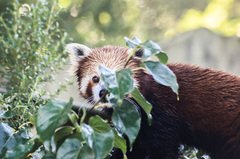 Ailurus fulgens