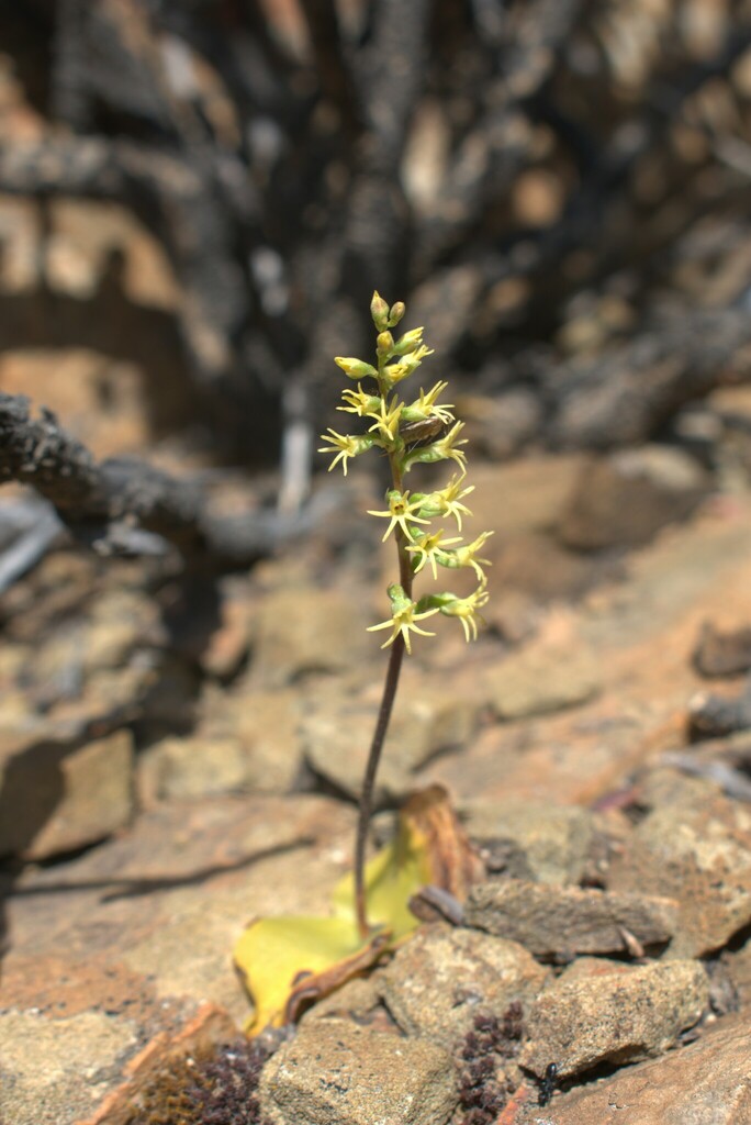 Holothrix secunda