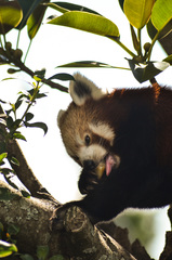 Ailurus fulgens