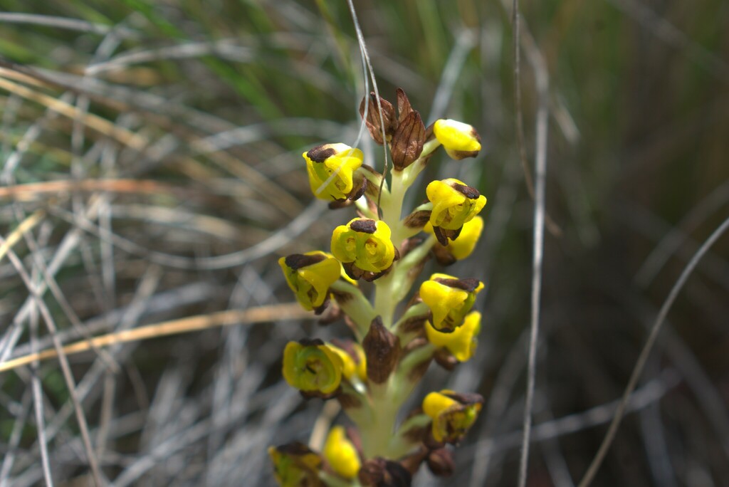 Corycium deflexum