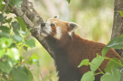 Ailurus fulgens