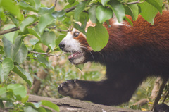 Ailurus fulgens