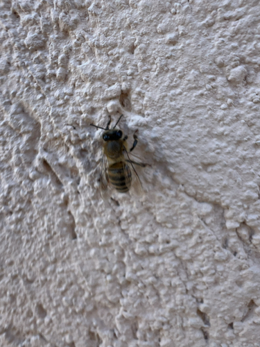 Western Honey Bee