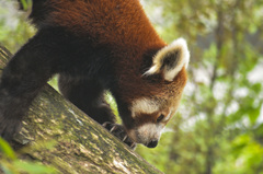 Ailurus fulgens