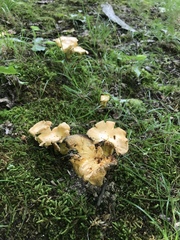Cantharellus flavolateritius