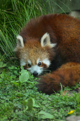 Ailurus fulgens