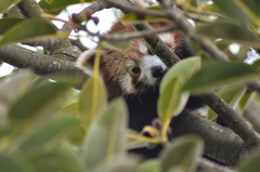 Ailurus fulgens