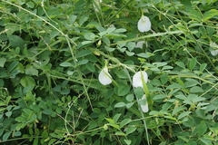 Clitoria ternatea albiflora
