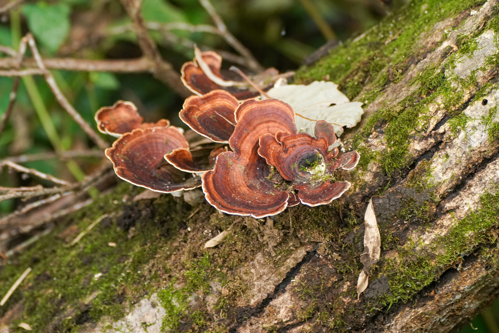 Microporus affinis · October 2024 · photo: © tbc_watanabe (iNaturalist, cc-by)