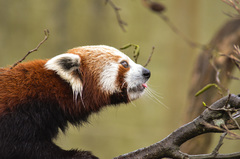 Ailurus fulgens