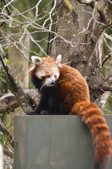 Ailurus fulgens