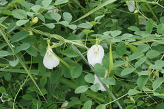 Clitoria ternatea albiflora