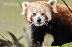 Ailurus fulgens