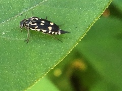 Hoshihananomia octopunctata