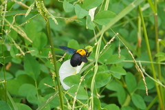 Clitoria ternatea albiflora