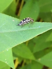 Hoshihananomia octopunctata