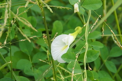 Clitoria ternatea albiflora