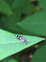 Hoshihananomia octopunctata